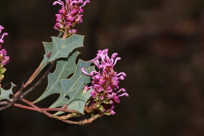 Grevillea quercifolia, photographed by T. Hammer