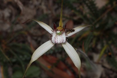 Caladenia longicauda, photographed by T. Hammer