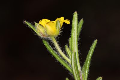 Hibbertia polystachya, photographed by T. Hammer