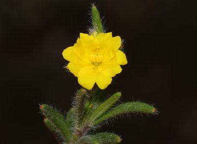 Hibbertia polystachya, photographed by T. Hammer