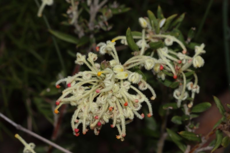 Grevillea pilulifera, photographed by T. Hammer