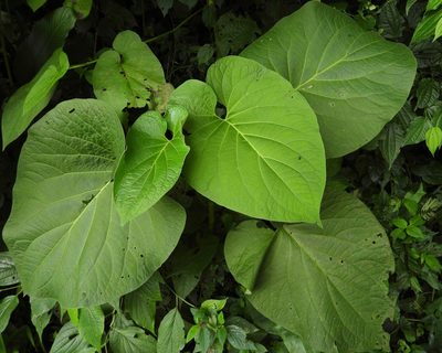 Piper auritum, photographed by Grete Pasch