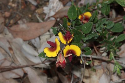 Bossiaea ornata, photographed by T. Hammer