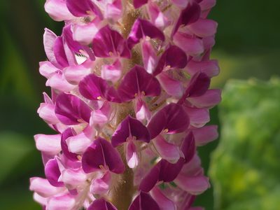 Uraria crinita, photographed by 葉子