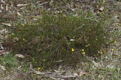 Hibbertia stellaris, photographed by T. Hammer
