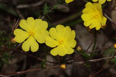Hibbertia stellaris, photographed by T. Hammer
