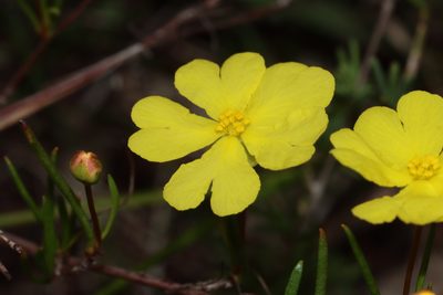 Hibbertia stellaris, photographed by T. Hammer
