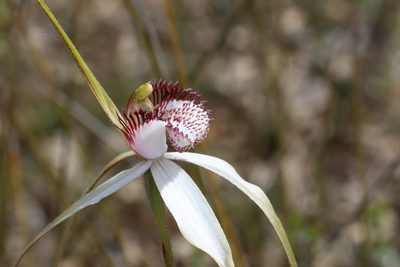 Caladenia longicauda, photographed by T. Hammer