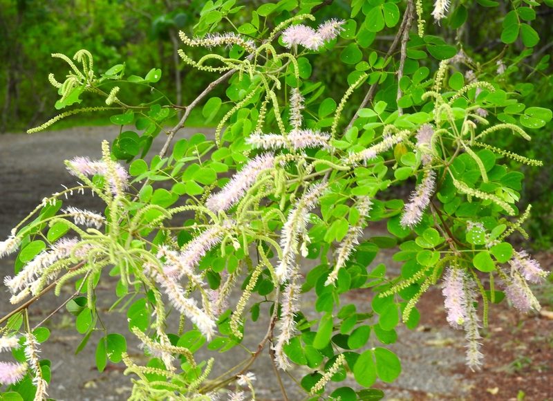 Mimosa spirocarpa, photographed by Francisco Farriols Sarabia