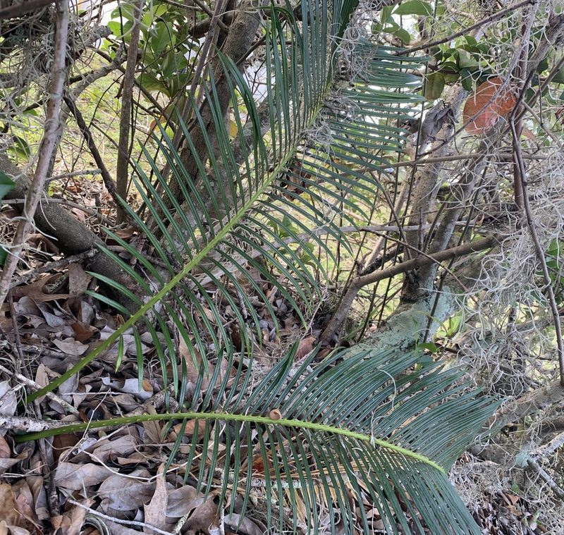 Cycas revoluta, photographed by natalie