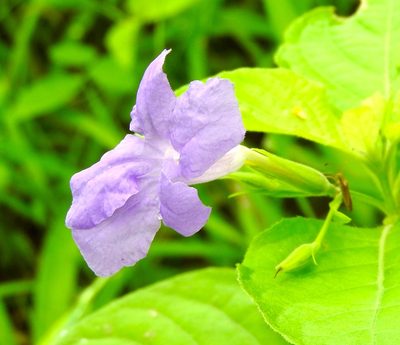 Ruellia intermedia, photographed by Francisco Farriols Sarabia