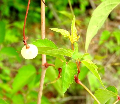 Ampelopsis denudata, photographed by Francisco Farriols Sarabia