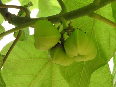 Jatropha peltata, photographed by Francisco Farriols Sarabia