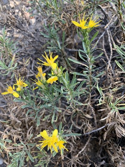 Ericameria bloomeri, photographed by Leah Gardner