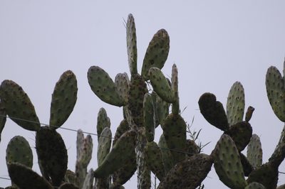 Opuntia bonaerensis, photographed by Lucas Cheme Arriaga