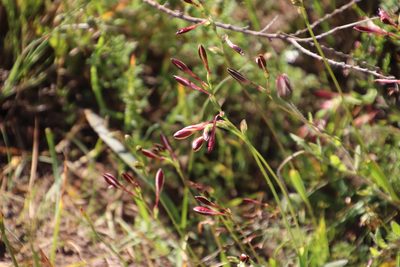Hesperantha falcata, photographed by Tony Rebelo