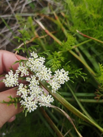 Dasispermum perennans, photographed by sharndreheuvel
