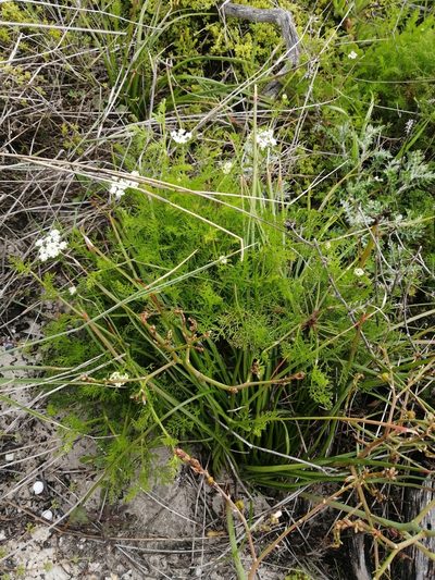 Dasispermum perennans, photographed by sharndreheuvel