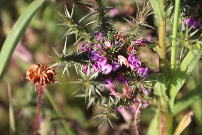 Muraltia ononidifolia, photographed by Tony Rebelo