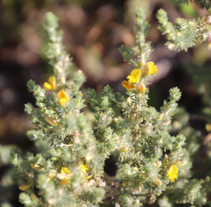Aspalathus muraltioides, photographed by Tony Rebelo