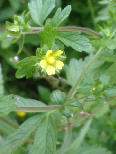 Potentilla biennis, photographed by Adam J. Searcy