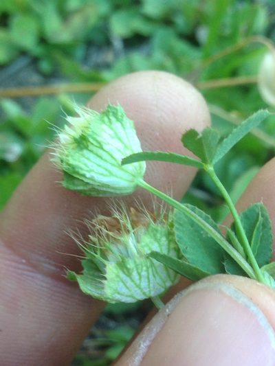 Trifolium cyathiferum, photographed by Adam J. Searcy