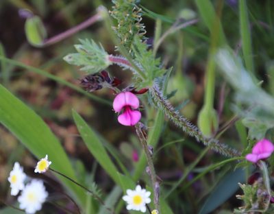 Indigofera incana, photographed by Tony Rebelo