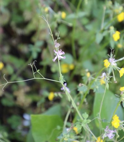 Cysticapnos cracca, photographed by Tony Rebelo