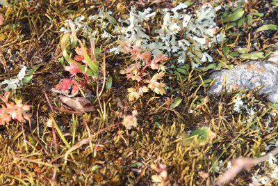Asterella marginata, photographed by Tony Rebelo