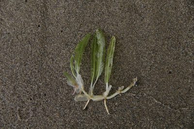 Halophila stipulacea, photographed by Eric Knight