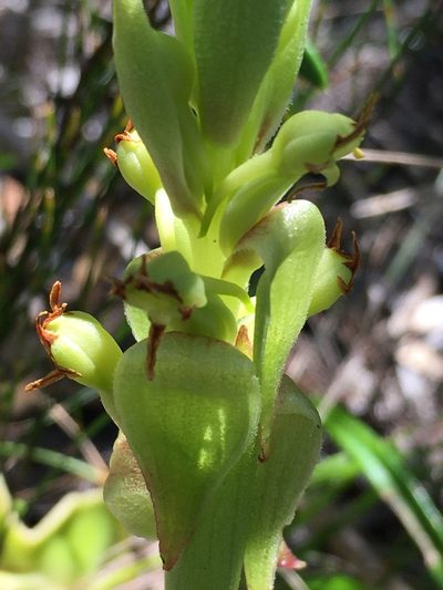 Satyrium emarcidum, photographed by Caroline Voget