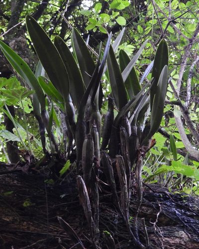 Epidendrum ciliare, photographed by Grete Pasch