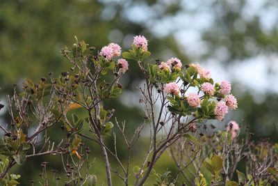 Dais cotinifolia, photographed by Noeleen du Toit