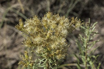 Isocoma pluriflora, photographed by Craig Martin