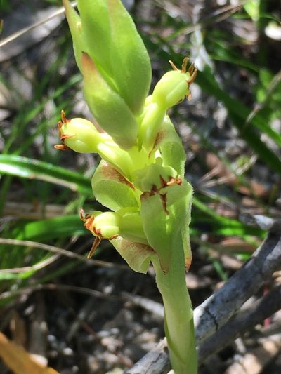 Satyrium emarcidum, photographed by Caroline Voget