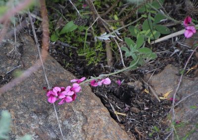 Indigofera incana, photographed by Tony Rebelo