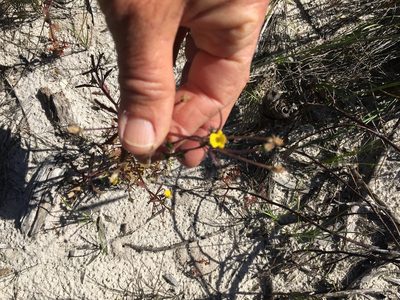 Hemimeris racemosa, photographed by Caroline Voget