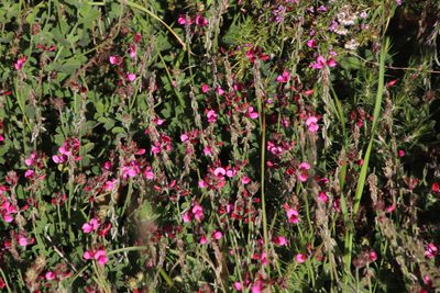 Indigofera incana, photographed by Tony Rebelo