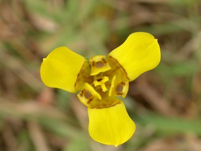 Trimezia martinicensis, photographed by Yves Bas