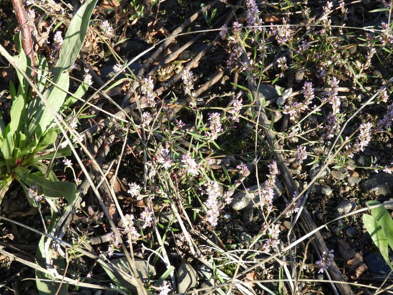 Polygonum spergulariiforme, photographed by Randal