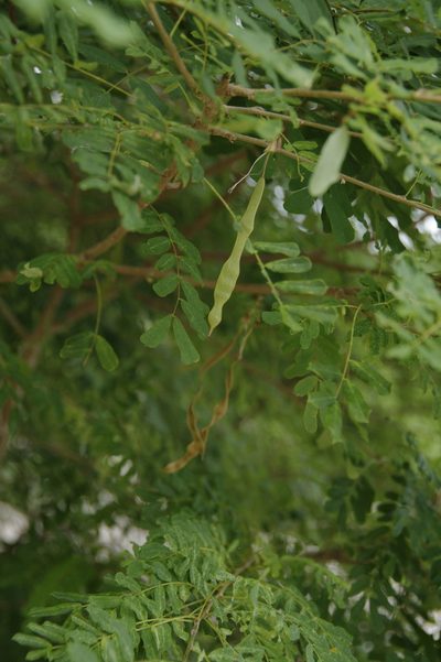 Poitea carinalis, photographed by Eric Knight