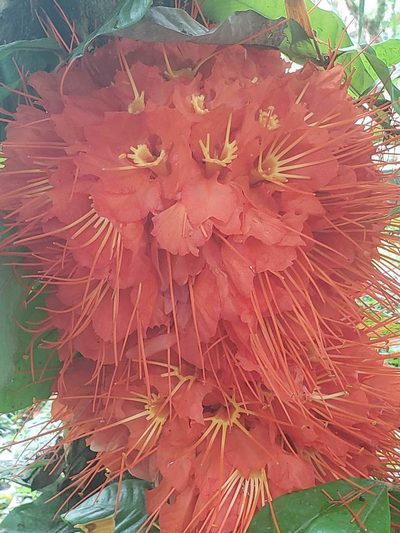 Brownea macrophylla, photographed by Rebs Lee