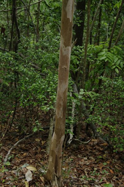 Pimenta racemosa, photographed by Eric Knight