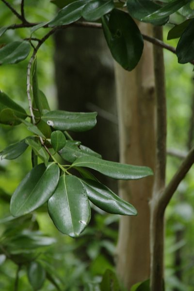 Pimenta racemosa, photographed by Eric Knight
