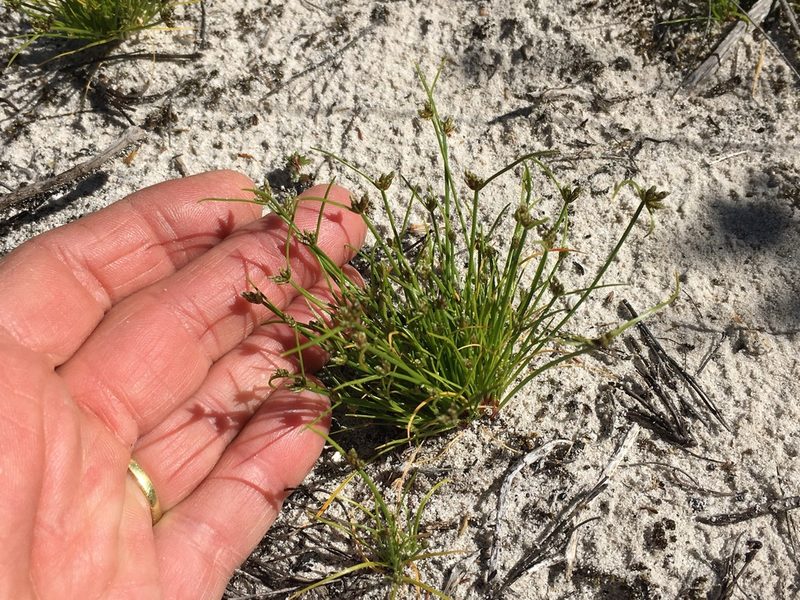 Isolepis marginata, photographed by Caroline Voget