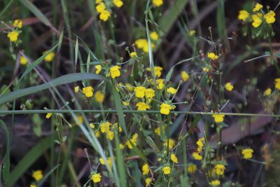 Hemimeris racemosa, photographed by Tony Rebelo