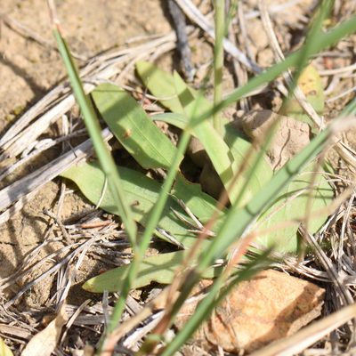 Freesia verrucosa, photographed by Andrew Gillespie