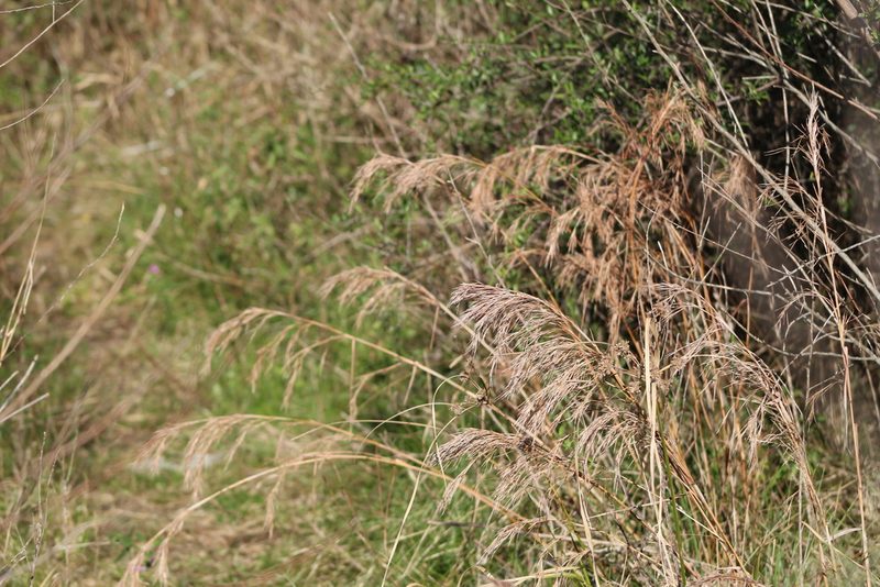 Schizachyrium condensatum, photographed by demianlescano