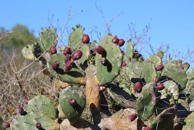 Opuntia megapotamica, photographed by demianlescano