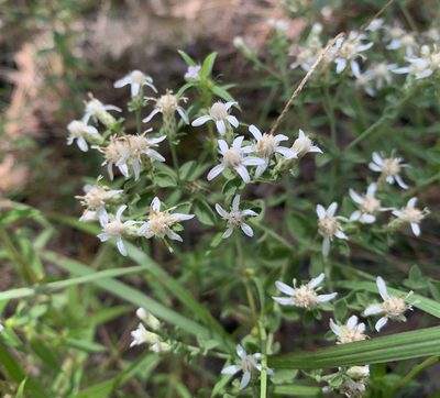 Sericocarpus tortifolius, photographed by natalie